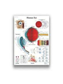 1 件装人体解剖肌肉系统海报解剖图人体医学壁画照片印刷医学教育办公室装饰壁画无框架 - 彩色 - 查看 56
