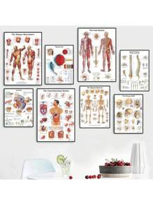 1 件装人体解剖肌肉系统海报解剖图人体医学壁画照片印刷医学教育办公室装饰壁画无框架 - 彩色 - 查看 4