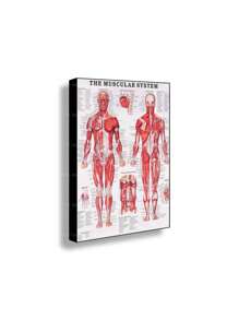 1 件装人体解剖肌肉系统海报解剖图人体医学壁画照片印刷医学教育办公室装饰壁画无框架 - 彩色 - 查看 6