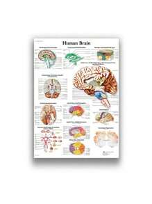 1 件装人体解剖肌肉系统海报解剖图人体医学壁画照片印刷医学教育办公室装饰壁画无框架 - 彩色 - 查看 8