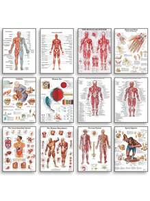 1 件装人体解剖肌肉系统海报解剖图人体医学壁画照片印刷医学教育办公室装饰壁画无框架 - 彩色 - 查看 1