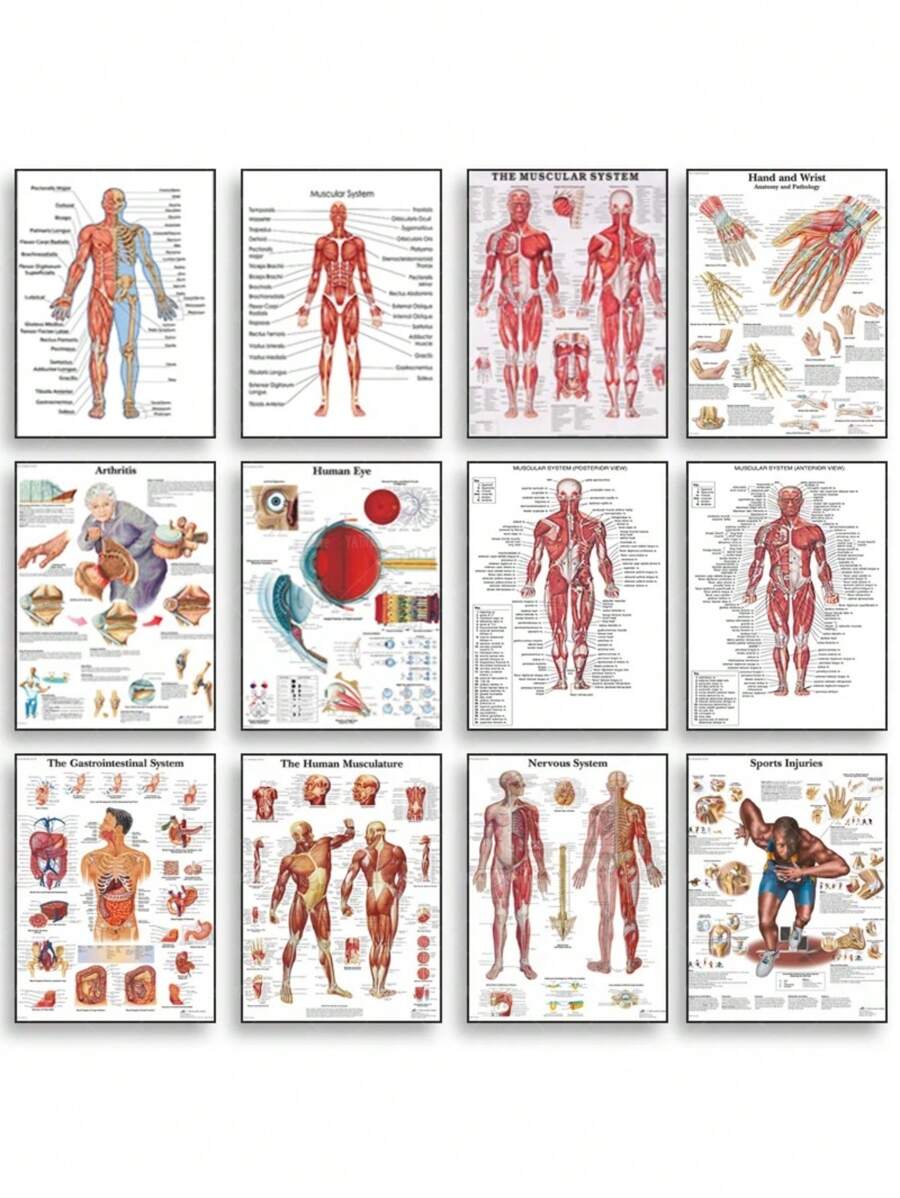 1 件装人体解剖肌肉系统海报解剖图人体医学壁画照片印刷医学教育办公室装饰壁画无框架 - 彩色 - 查看 1