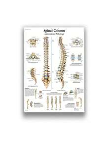 1 件装人体解剖肌肉系统海报解剖图人体医学壁画照片印刷医学教育办公室装饰壁画无框架 - 彩色 - 查看 70