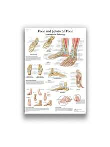 1 件装人体解剖肌肉系统海报解剖图人体医学壁画照片印刷医学教育办公室装饰壁画无框架 - 彩色 - 查看 29