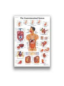 1 件装人体解剖肌肉系统海报解剖图人体医学壁画照片印刷医学教育办公室装饰壁画无框架 - 彩色 - 查看 58