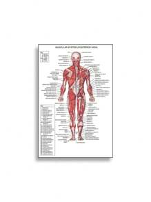 1 件装人体解剖肌肉系统海报解剖图人体医学壁画照片印刷医学教育办公室装饰壁画无框架 - 彩色 - 查看 25