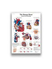 1 件装人体解剖肌肉系统海报解剖图人体医学壁画照片印刷医学教育办公室装饰壁画无框架 - 彩色 - 查看 60