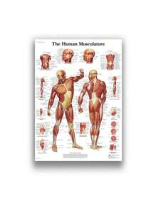 1 件装人体解剖肌肉系统海报解剖图人体医学壁画照片印刷医学教育办公室装饰壁画无框架 - 彩色 - 查看 43