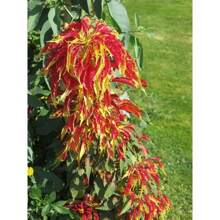 Red Outdoor Flowers Bulk Josephs Coat Edible Plant - 100 PCS - View 3