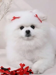 10pcs/30pcs Random Cute & Sweet Bowknot Hair Clips, Suitable For Decorating Dog And Cat Hair - Multicolor - View 6