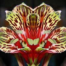 100+ Heirloom Parrot Lily Se.Eds - Fragrant Flower Garden Se.Eds For Lush Blooms - A Seed Packet - View 2