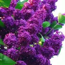100 Lilac Tree Seeds For Planting - Stunning Purple Flowers, Great For Landscaping - 100Pcs Seeds - View 5