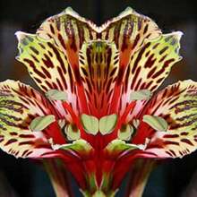 100+ Heirloom Parrot Lily Se.Eds - Fragrant Flower Garden Se.Eds For Lush Blooms - A Seed Packet - View 4