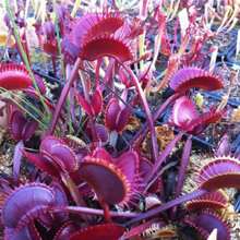Exotic Venus Flytrap Heirloom Garden Seeds - 300+ Perfect For Indoor And Outdoor Planting