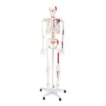 Life-Size 175 Cm Human Skeleton Model With Stand - Includes Two Anatomy Posters - Budget Friendly Buddy The Skeleton - BudgetSkeleton - View 2