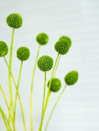 10 件/20 件天然干花金花树比利球花比利纽扣花束用于插花婚礼家居高花瓶装饰黄色