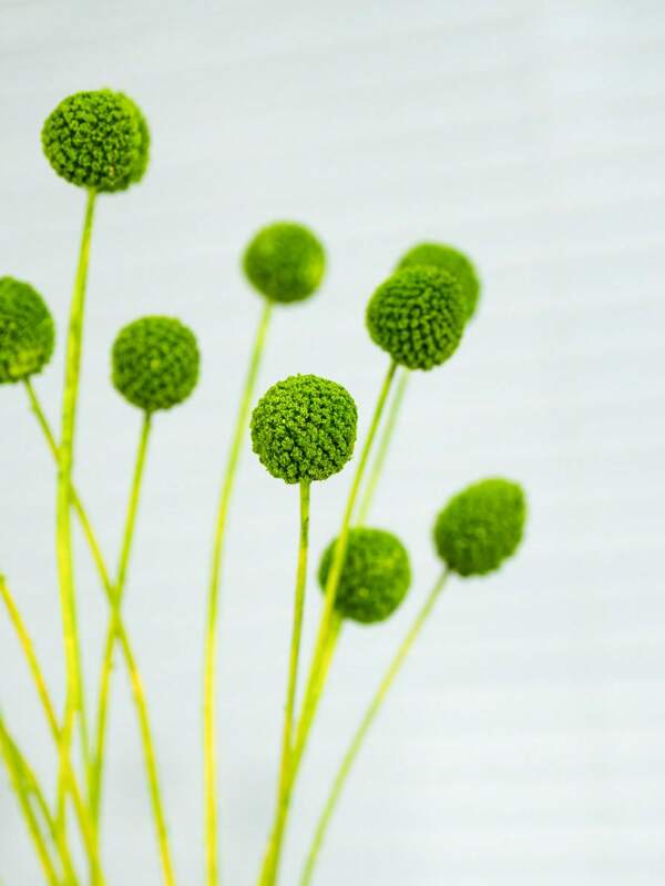 10Pcs/20Pcs Natural Dried Flowers Craspedia Billy Balls Flowers Billy Buttons Floral Bouquet For Flower Arrangements Wedding Home Tall Vase Decor Yellow