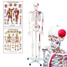 Life-Size 175 Cm Human Skeleton Model With Stand - Includes Two Anatomy Posters - Budget Friendly Buddy The Skeleton - BudgetSkeleton - View 1