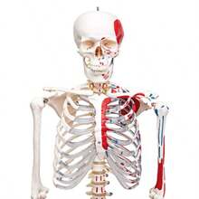 Life-Size 175 Cm Human Skeleton Model With Stand - Includes Two Anatomy Posters - Budget Friendly Buddy The Skeleton - BudgetSkeleton - View 4
