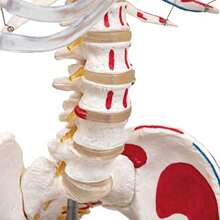 Life-Size 175 Cm Human Skeleton Model With Stand - Includes Two Anatomy Posters - Budget Friendly Buddy The Skeleton - BudgetSkeleton - View 6