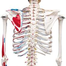Life-Size 175 Cm Human Skeleton Model With Stand - Includes Two Anatomy Posters - Budget Friendly Buddy The Skeleton - BudgetSkeleton - View 5