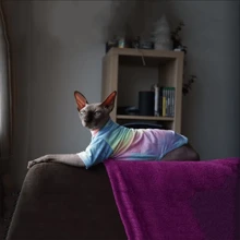 Autumn/Winter Cute Sphynx Cat Striped T-Shirt In Retro Style, Unisex Pet Undergarment
