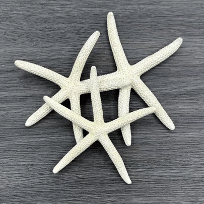 3件装贝壳大五指海星标本地中海家居平台墙贴装饰收藏配件地中海平台装饰海洋装饰墙饰系列家居装饰