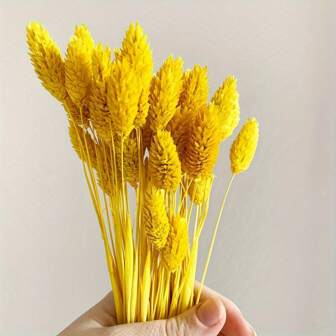 50/100 件黄色干花花束，天然蓬松蒲苇装饰，家居装饰，婚礼装饰，桌面插花