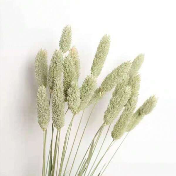 25/50/100pcs Gem Grass Dried Flowers/Everlasting Flowers, Multi-Color Options, Home Decor, Vase Decor, DIY Bouquet, Cake Decoration Gifts Birthday Graduation,Fall Decor,Autumn