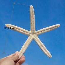 3 sztuki muszli morskich Big Five Finger Sea Star Specimen Mediterranean Home Platform Wall Stickers Decoration Collection Akcesoria Mediterranean Platform Decoration Ocean Decoration Wall Decoration Series Home Decoration