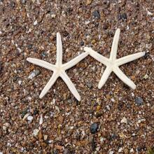 3 sztuki muszli morskich Big Five Finger Sea Star Specimen Mediterranean Home Platform Wall Stickers Decoration Collection Akcesoria Mediterranean Platform Decoration Ocean Decoration Wall Decoration Series Home Decoration