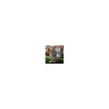 Local Warehouse-Design Toscano Tank, The Armadillo Garden Statue - Tex - View 2