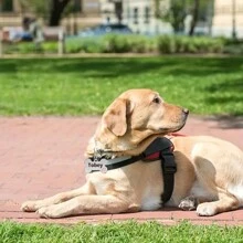 Customized Pet ID Tag With Engraving, Double-Sided Personalized Dog Name And Contact Info Label, Lovely Anti-Lost Dog Tag Cat Tag