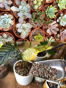 Mix Horticultural Lava Rock Pebbles Pumice Potting Soil Amendment Succulent Cactus Bonsai Gritty Rock Decorative Gravel Plant Drainage Volcanic Rock For Terrarium Fairy Gardening Top Dressing - Multicolor - View 5