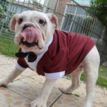 Bulldog Costume Dog Suit Formal Tuxedo With Black Bow Tie Wedding Clothes For Pugs/French Bulldog/English Bulldog/American Pit Bull Black B-XL - Nâu đỏ - Xem 8