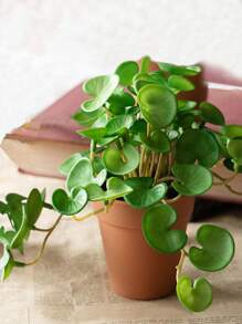 16cm Small Artificial Copper Coin Grass Fake Succulent Landscape Tropical Hydroponics Plants Plastic Begonia Leaves Green Centerpieces For Home Office Balcony Desktop Decoration Without Pot 1pc - Green - View 1