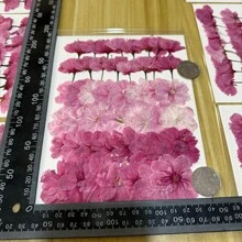 48 szt. Suszona wytłaczana żywica DIY rzemiosło artystyczne Naturalny suszony kwiat sakury Biżuteria z żywicy epoksydowej Prawdziwa dekoracja kwiatowa Ciasto Etui na telefon Świeca Ręcznie robione mydło Mieszanie kolorów. Otrzymasz 48 sztuk suchego tłoczenia na żywicę, wystarczającą do zaspokojenia różnych potrzeb w zakresie rękodzieła DIY, dzięki czemu Twoje prace będą wyglądać pięknie i wyjątkowo. Prawdziwe kwiaty: wykonane z naturalnych kwiatów, więc każdy kawałek ma nieco inny rozmiar i kształt; Piękny wygląd, jasne kolory, realistyczny efekt, będą idealnym wyborem do dekoracji. Znakomity prezent: doskonały do wyrobu biżuterii z żywicy epoksydowej, papieru do pisania, zakładek do książek, ręcznie robionych świec, mydeł, ramek do albumów fotograficznych, etui na telefony komórkowe itp.; Świetny prezent dla rodziny lub przyjaciół. Pakowanie próżniowe: Używamy opakowań próżniowych, aby chronić bezpieczny transport prasowanych kwiatów, kształt i kolor suszonych kwiatów są dobrze zachow