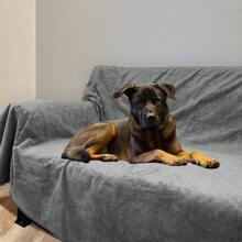 Tappetino riutilizzabile e impermeabile per cani che pipì, con stampa di zampe di cane, tappeto assorbente veloce per letto del cane, tappeto extra large e morbido per il sonno degli animali domestici - Grigio - Visualizzare 5