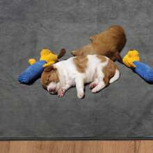 Tappetino riutilizzabile e impermeabile per cani che pipì, con stampa di zampe di cane, tappeto assorbente veloce per letto del cane, tappeto extra large e morbido per il sonno degli animali domestici - Grigio - Visualizzare 3