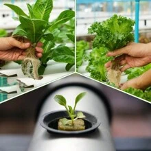 100pcs/50pcs Rockwool Planting Cubes For Seedling Propagation, Allows Plant Seeds To Germinate And Grow Without Soil, Hydroponics And Agriculture - Ginger - View 10