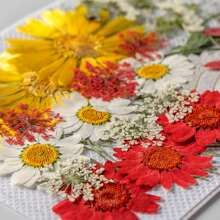 35pcs Dried Pressed Flowers For Resin Molds, Real Pressed Flowers Dry Leaves Kit For Art Crafts Resin Jewelry Making Scrapbook Supplies Card Making Soap Candle DIY Nails Decor| Valentine Day's Gift| Couple Gift| Christmas Gift Xmas Gift| Halloween Gift Decor