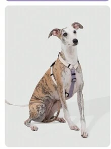 Random 1 Set Of 2 Colors (Purple & Green) X-Shape Anti-Pull Pet Harness And Leash For Small Dogs - Multicolor - View 6