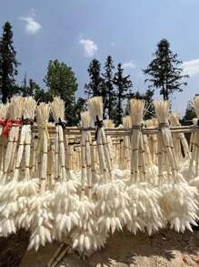 50/100/150pcs 17.5inches Dried Pampas Grass Flowers Baby Shower Decorations Wedding Supplies Accessories Home Farmhouse Room Floral Decor Natural Fluffy Pampas Grass Bouquet Lifelike Colorful Pampas Grass Bouquet Creative Fake Reed Flower Bouquet Simple Fluffy Artificial Plants