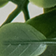 Màu xanh lá cây đậm