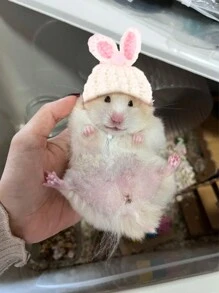 1 件迷你针织钩针宠物帽可爱宠物头饰适合拍照仓鼠鹦鹉蜥蜴蛇小宠物趣味头饰小宠物生日礼物