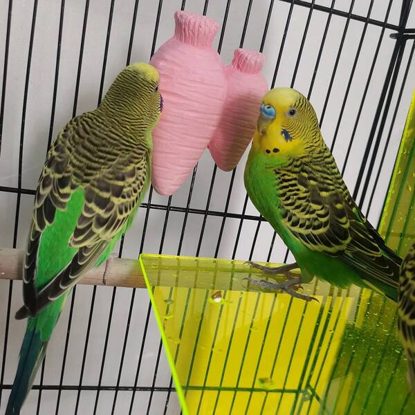2 piezas Juguetes para masticar en forma de zanahoria para el cuidado de las uñas y masticado de mascotas pequeñas, producto de transfronteriza