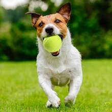 2-Inch (5cm) Pet Tennis Ball Toy For Small Dogs, Chew And Fetch Toy With High Elasticity, Suitable For Play And Training