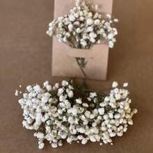 60/100 piezas de mini manojos blancos de flores del heno del bebé - Hierba pampas seca, para arreglos DIY, tarjetas de felicitación, decoración de bodas y fiestas, regalos del Día de San Valentín, cumpleaños, graduación, decoración de otoño