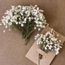 60/100 piezas de mini manojos blancos de flores del heno del bebé - Hierba pampas seca, para arreglos DIY, tarjetas de felicitación, decoración de bodas y fiestas, regalos del Día de San Valentín, cumpleaños, graduación, decoración de otoño