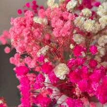 30/70pcs Miniature Dried Baby's Breath Flowers, 5.9 Inch White/Dark Pink/Pink, Standalone Gypsophila Craft, Wedding Decor, Resin Candle Making, Boho Style Invitation, Plant Material, No Feather, No Electricity, Valentine's Day Gifts Birthday Graduation